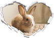 Süßes Kaninchen  3D Wandtattoo Herz