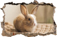 Süßes Kaninchen  3D Wandtattoo Wanddurchbruch