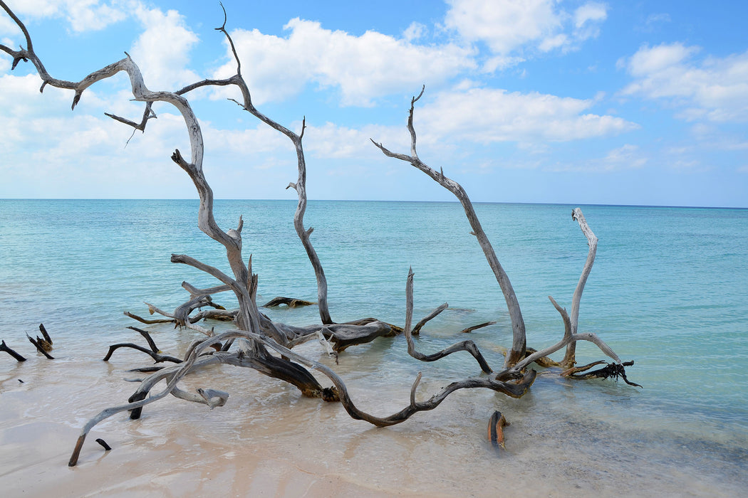 Strand mit Treibholz in Kuba, Glasbild