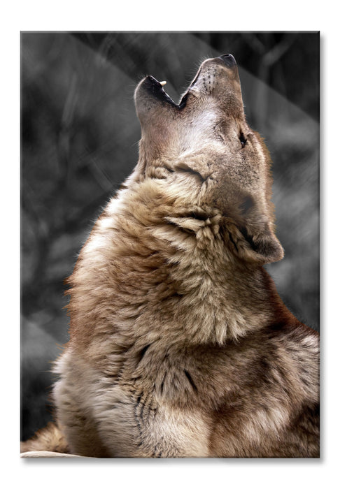 Anmutiger Heulender Wolf, Glasbild
