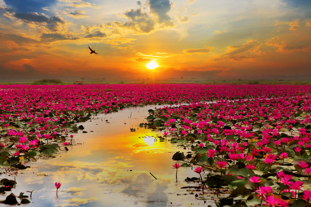 Lotusblüten am See, Glasbild