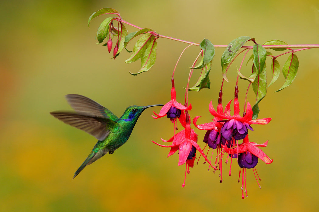 Kolibri trinkt vom Blütennektar, Glasbild