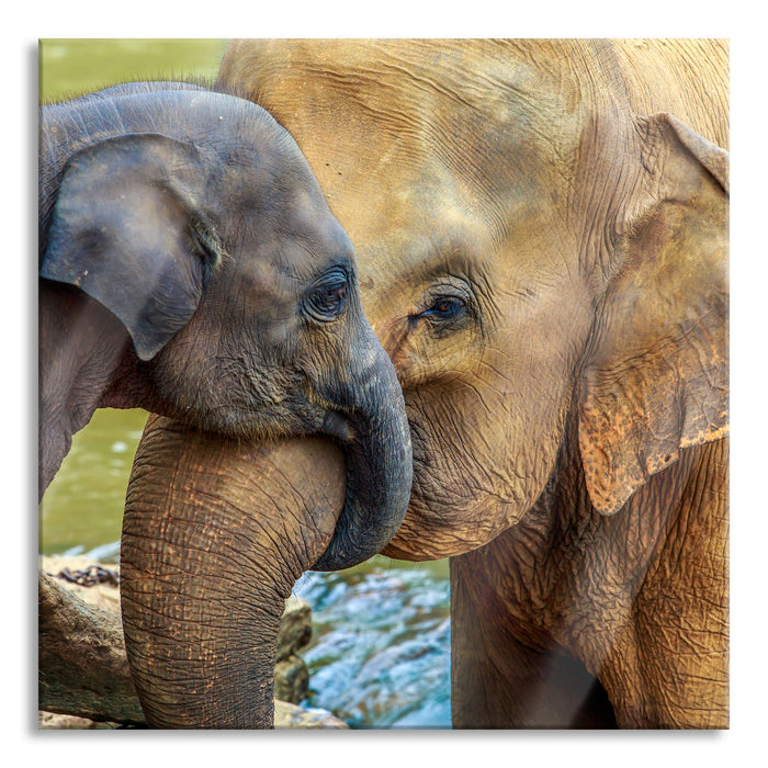 Elefantenmutter mit Kalb, Glasbild Quadratisch