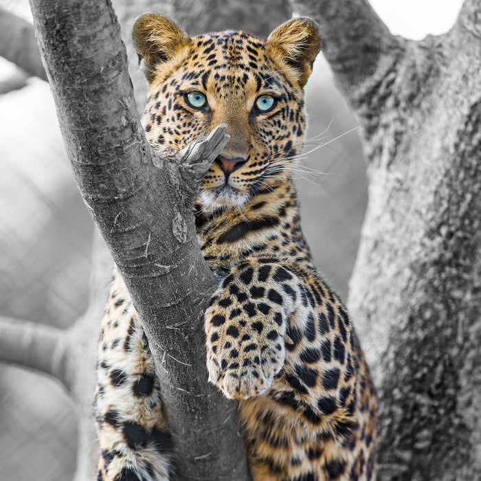 majestätischer Leopard auf Baum, Glasbild Quadratisch