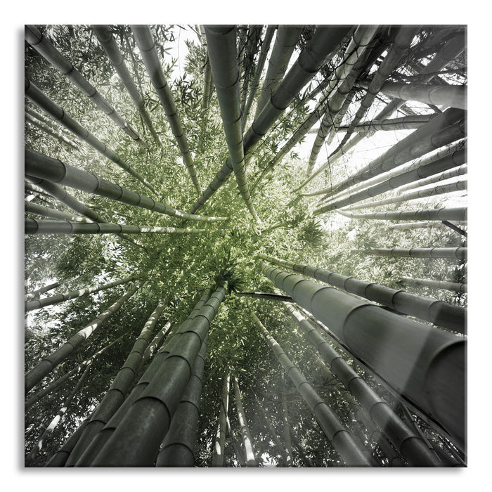 Grüner Bambus, Glasbild Quadratisch