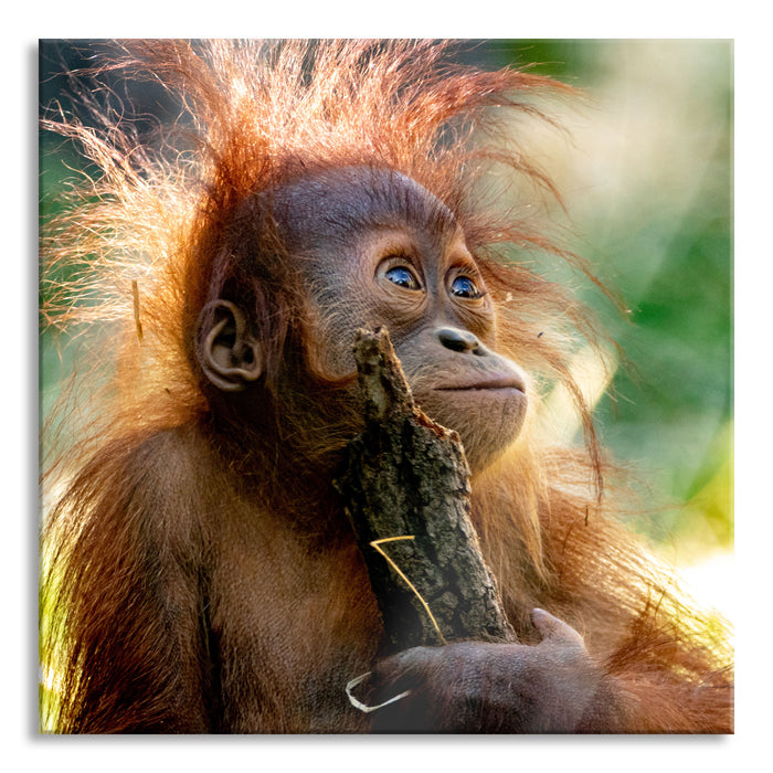 Orang-Utan Baby spielt mit Stock, Glasbild Quadratisch