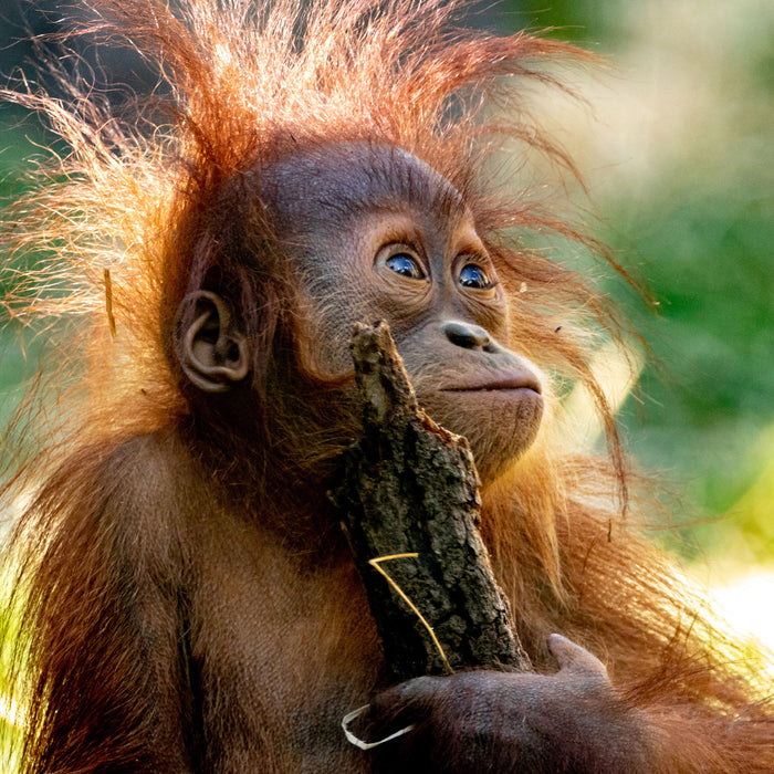 Orang-Utan Baby spielt mit Stock, Glasbild Quadratisch