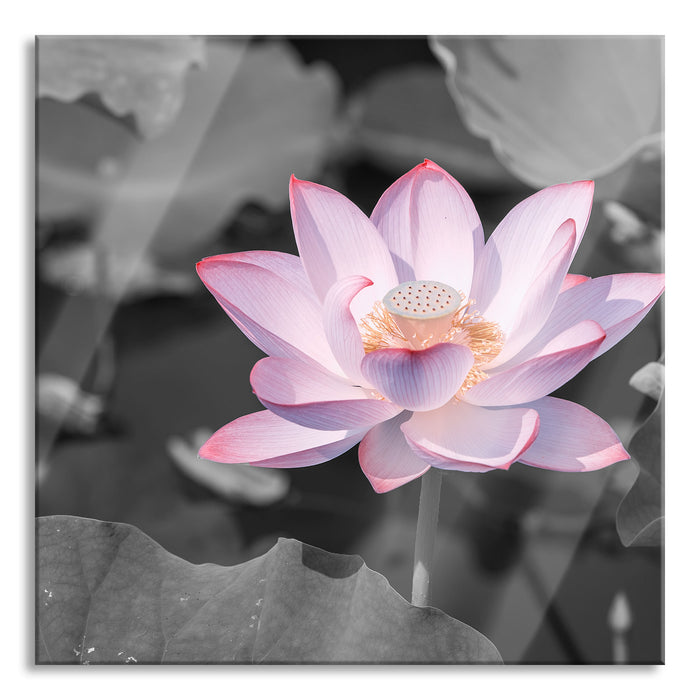 Rosa blühender Lotus Nahaufnahme B&W Detail, Glasbild Quadratisch