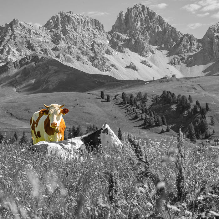 Alpenszene mit Kühen auf grüner Wiese B&W Detail, Glasbild Quadratisch