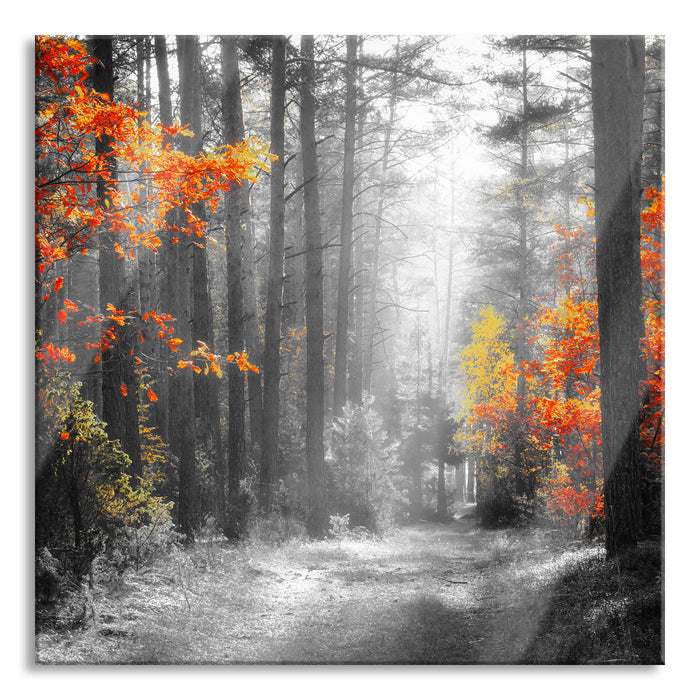 Sonnige Lichtung im Herbstwald B&W Detail, Glasbild Quadratisch