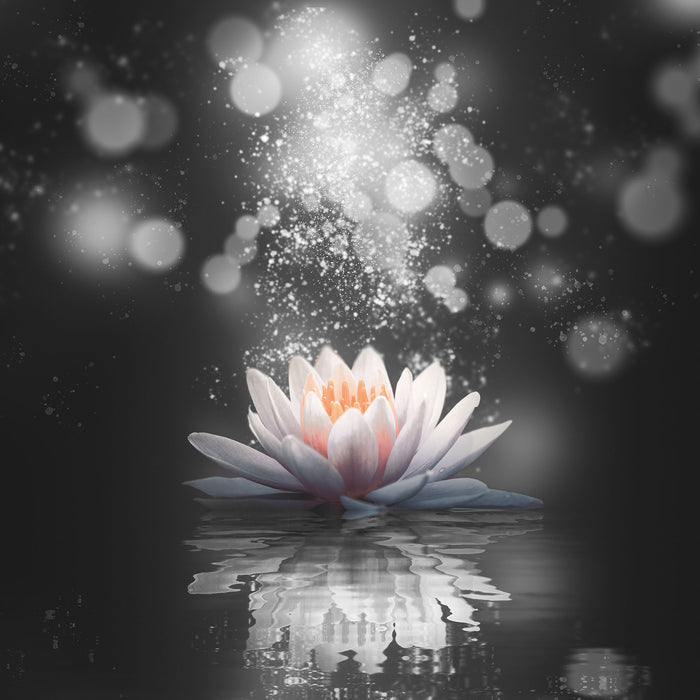 Magische Lotusblüte mit Glitzerstaub B&W Detail, Glasbild Quadratisch