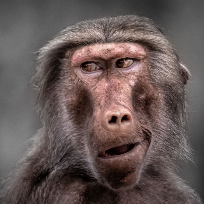 Skeptischer Affe schielt zur Seite B&W Detail, Glasbild Quadratisch