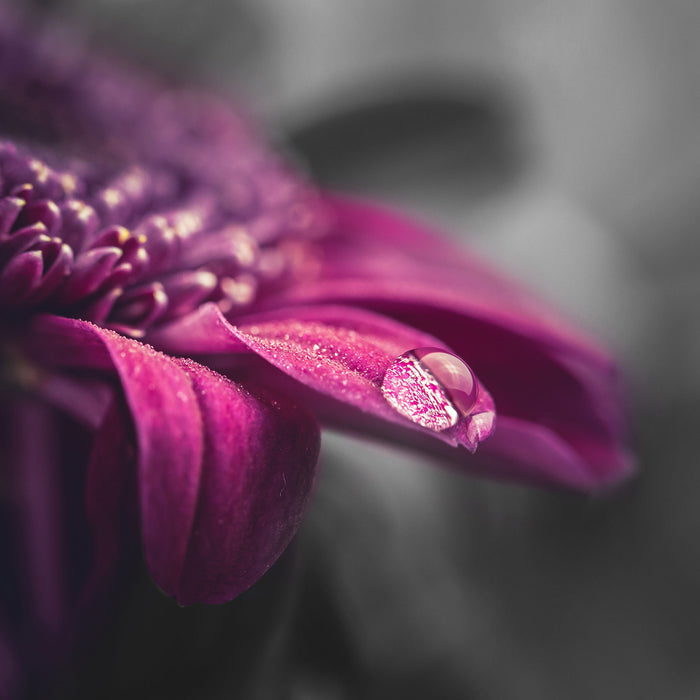 Nahaufnahme Tropfen auf lila Blume B&W Detail, Glasbild Quadratisch