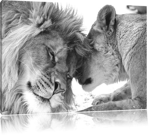 Bezauberndes kuschelndes Löwenpaar Leinwandbild