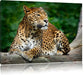 Wunderschöner Leopard in der Natur Leinwandbild