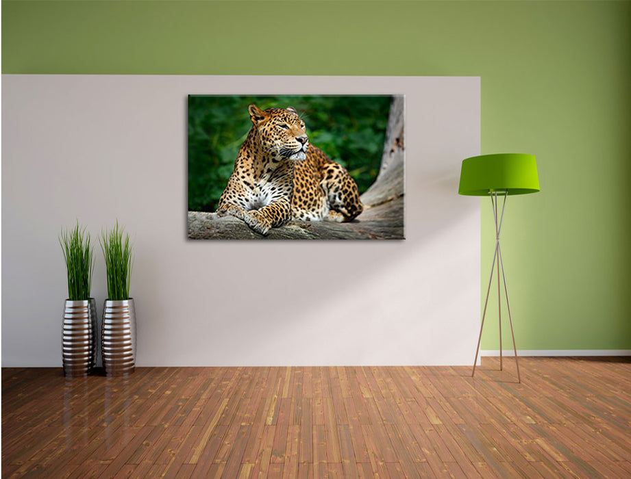 Wunderschöner Leopard in der Natur Leinwandbild im Flur