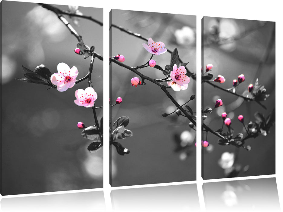 Exotische Sakura Blüten Leinwandbild 3 Teilig