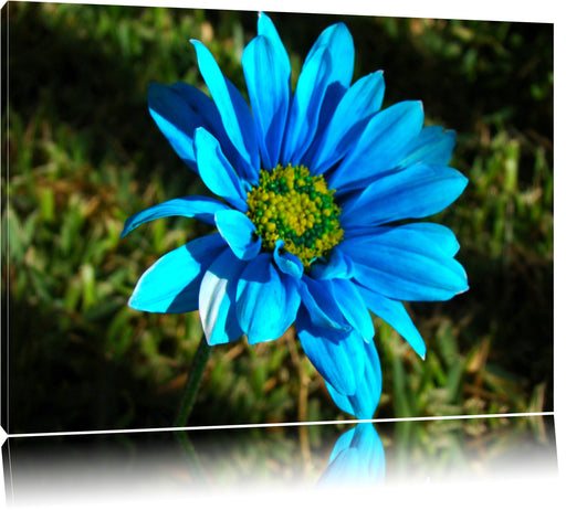 schöne blaue Blüte Leinwandbild