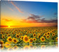 Sonnenuntergang Sonnenblumen Leinwandbild