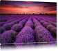 Lila Lavendel Provence Leinwandbild