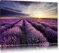 Lavendel Provence Landschaft Leinwandbild