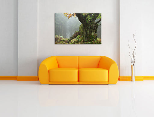 Dicker Baum im Wald im Moos Leinwandbild über Sofa