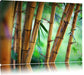 Alter Bambus Wald Leinwandbild