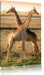 Giraffen Paar Leinwandbild