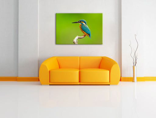 Kleiner Eisvogel Leinwandbild über Sofa