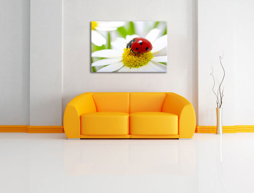 Marienkäfer auf Gänseblümchen Leinwandbild über Sofa