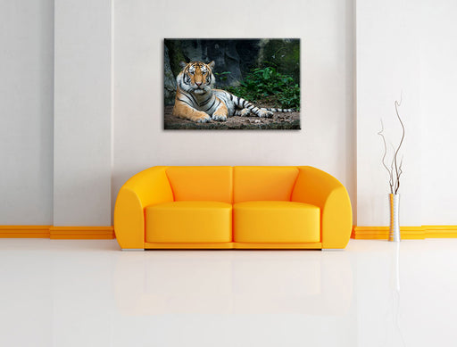 Liegender Tiger Leinwandbild über Sofa