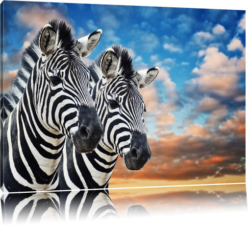 Zebra Pärchen Leinwandbild