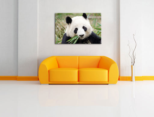 Pandabär frisst Bambus Leinwandbild über Sofa