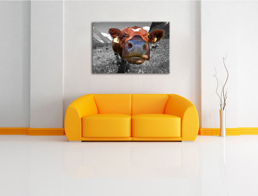 ausgewachsene Kuh auf Bergwiese Leinwandbild über Sofa