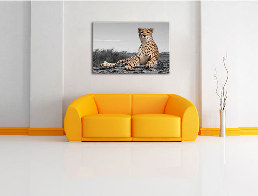 prächtiger Gepard in Savanne Leinwandbild über Sofa