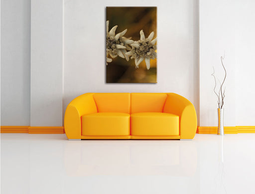 Weißes Edelweiß Leinwandbild über Sofa