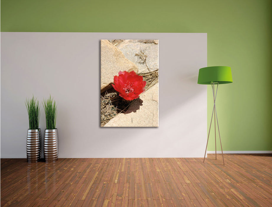 rote Kaktusblüte zwischen Steinen Leinwandbild im Flur
