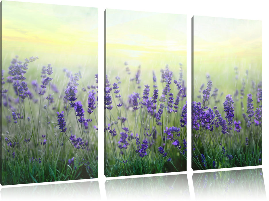 Schöner Lavendel im Regen Leinwandbild 3 Teilig
