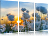Baumwollblüten im Sonnenuntergang Leinwandbild 3 Teilig