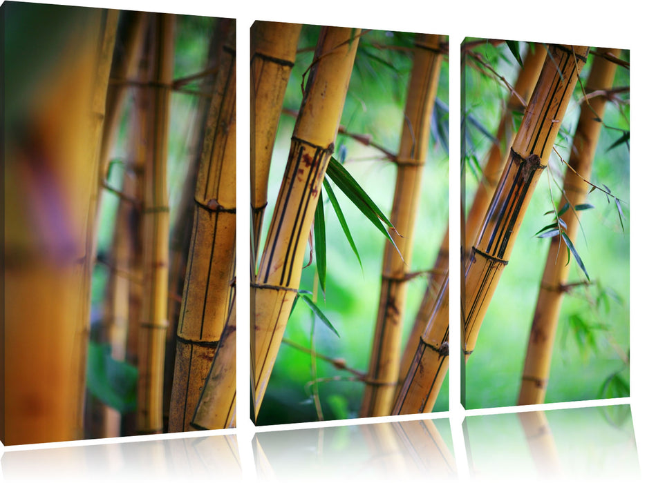 Alter Bambus Wald Leinwandbild 3 Teilig