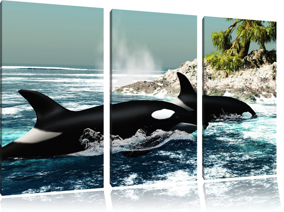 Orcas vor Insel Leinwandbild 3 Teilig