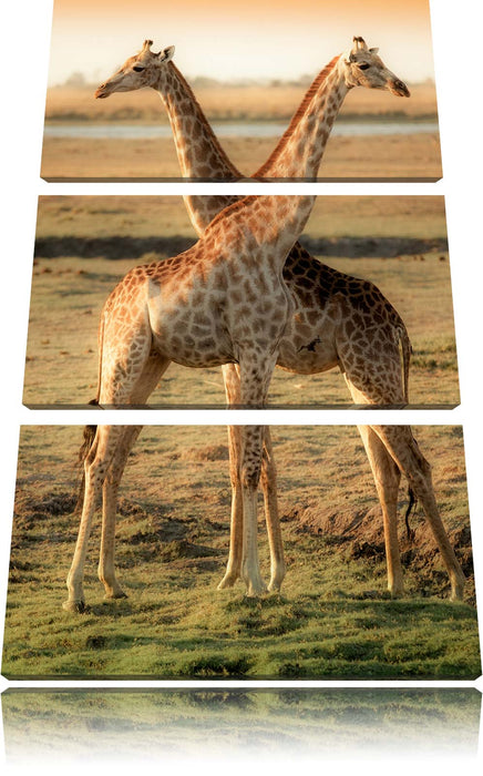 Giraffen Paar Leinwandbild 3 Teilig