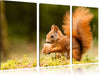 Eichhörnchen mit Nuss Leinwandbild 3 Teilig