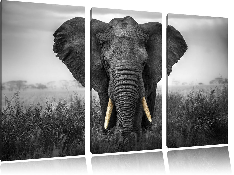 prachtvoller Elefant Leinwandbild 3 Teilig