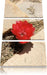 rote Kaktusblüte zwischen Steinen Leinwandbild 3 Teilig