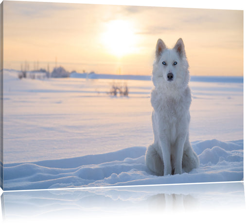Weißer Wolf im Schnee Leinwandbild
