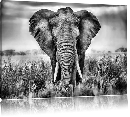 Imposanter Elefant Leinwandbild