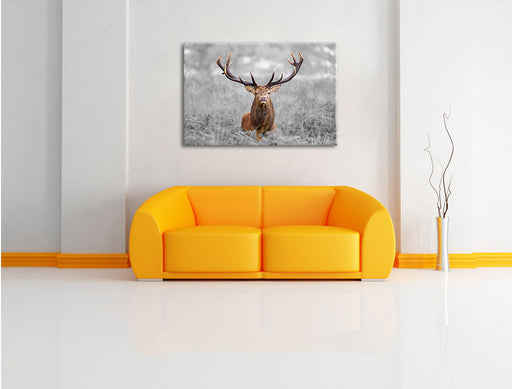 Großer Hirsch im Feld B&W Leinwandbild über Sofa