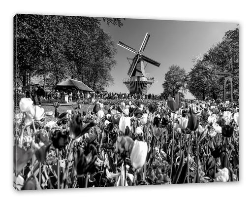 Holländisches Tulpenmeer vor Windmühle, Monochrome Leinwanbild Rechteckig