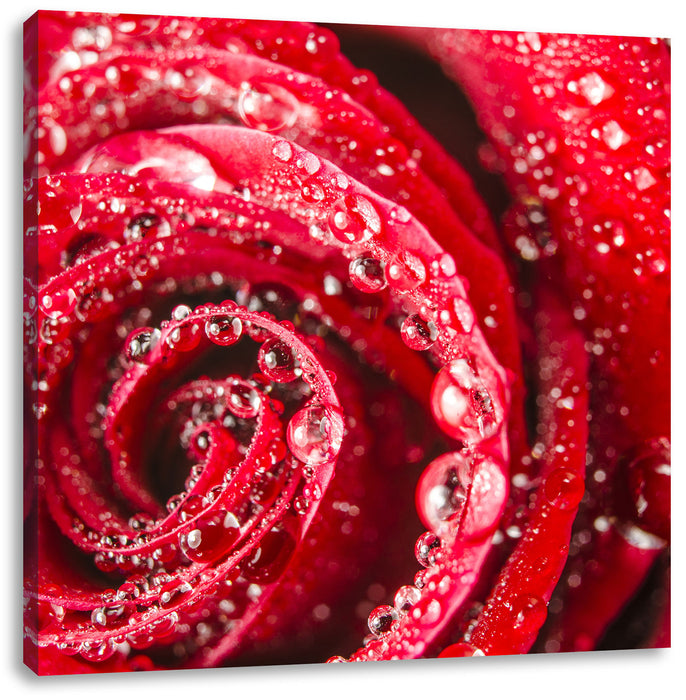 Rose mit Wassertropfen Leinwandbild Quadratisch